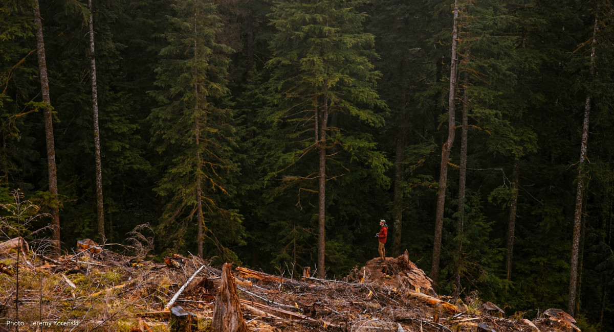 TJ Watt stands on the stump of a former Western red cedar tree overlooking a clear cut of forest, photo by Jeremy Korenski