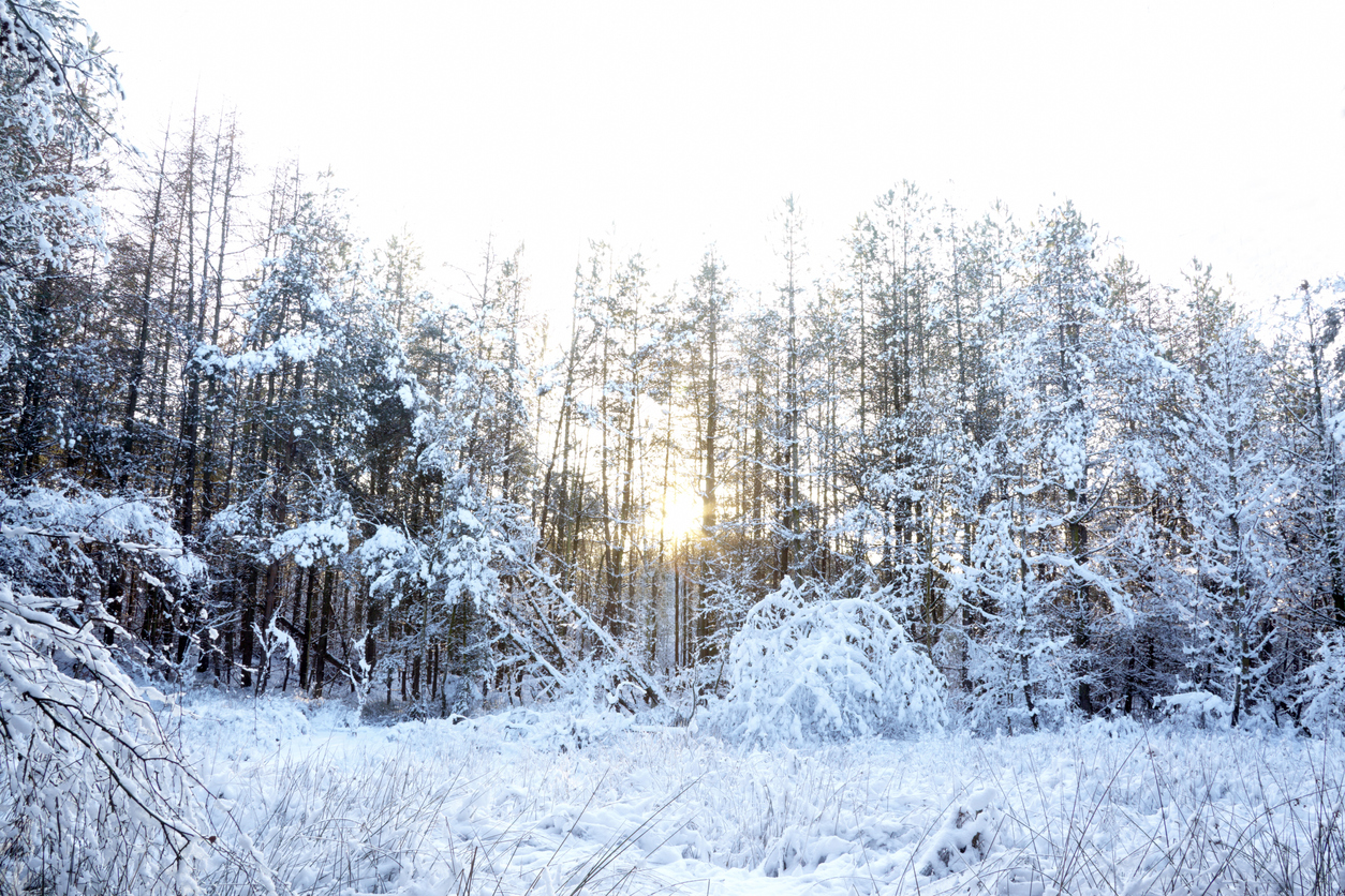 "Delamere Forest, Cheshire, England, UKDelamere Forest, Cheshire, England, UK"