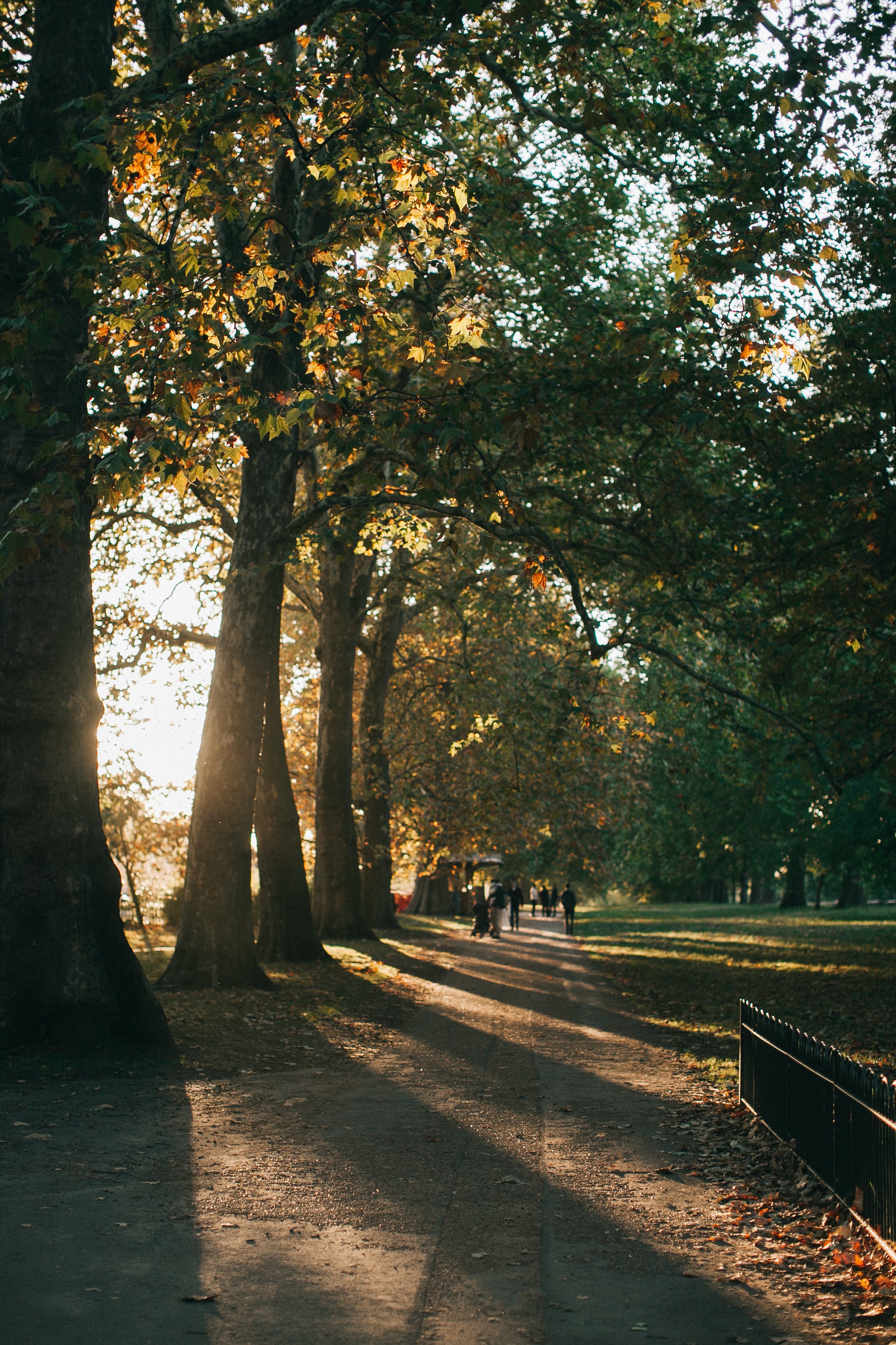 An image of Hyde park. A path with trees lining it 